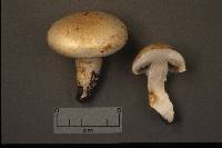 Cortinarius argutus image