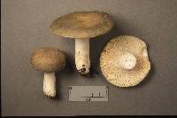 Russula viridella image