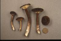 Lactarius lignyotus image