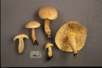 Tricholoma odorum image