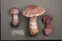 Cortinarius quarciticus image