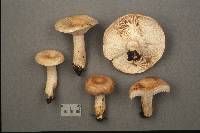 Lactarius midlandensis image