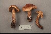 Cortinarius paragaudis image