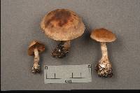 Cortinarius bivelus image