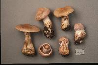 Cortinarius malachius image