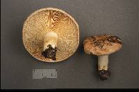 Lactarius robustus image