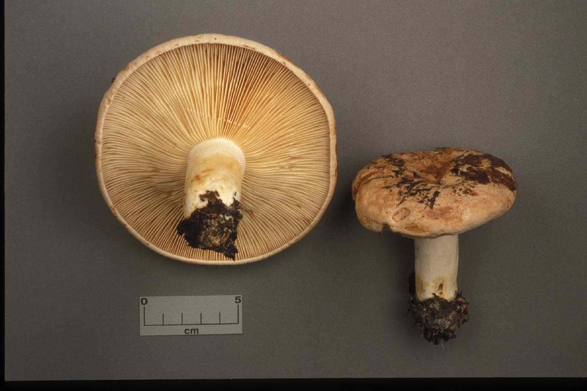 Lactarius robustus image