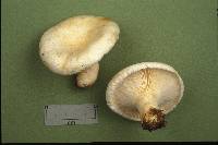 Lactarius resimus image