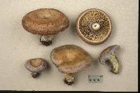 Lactarius chelidonium image