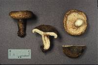 Lactarius turpis image