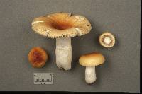 Russula ochracea image