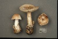 Amanita pseudovolvata image