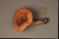 Lactarius quietus image