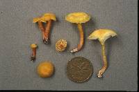 Hygrocybe parvula image