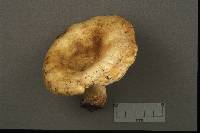 Lactarius scrobiculatus image