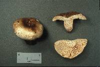 Russula adusta image