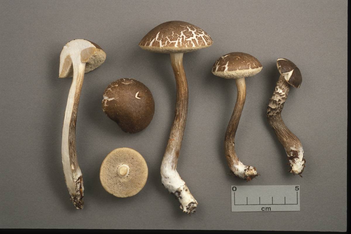 Leccinum subgranulosum image