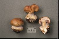 Image of Cortinarius camptoros