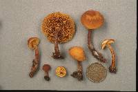 Gymnopilus picreus image