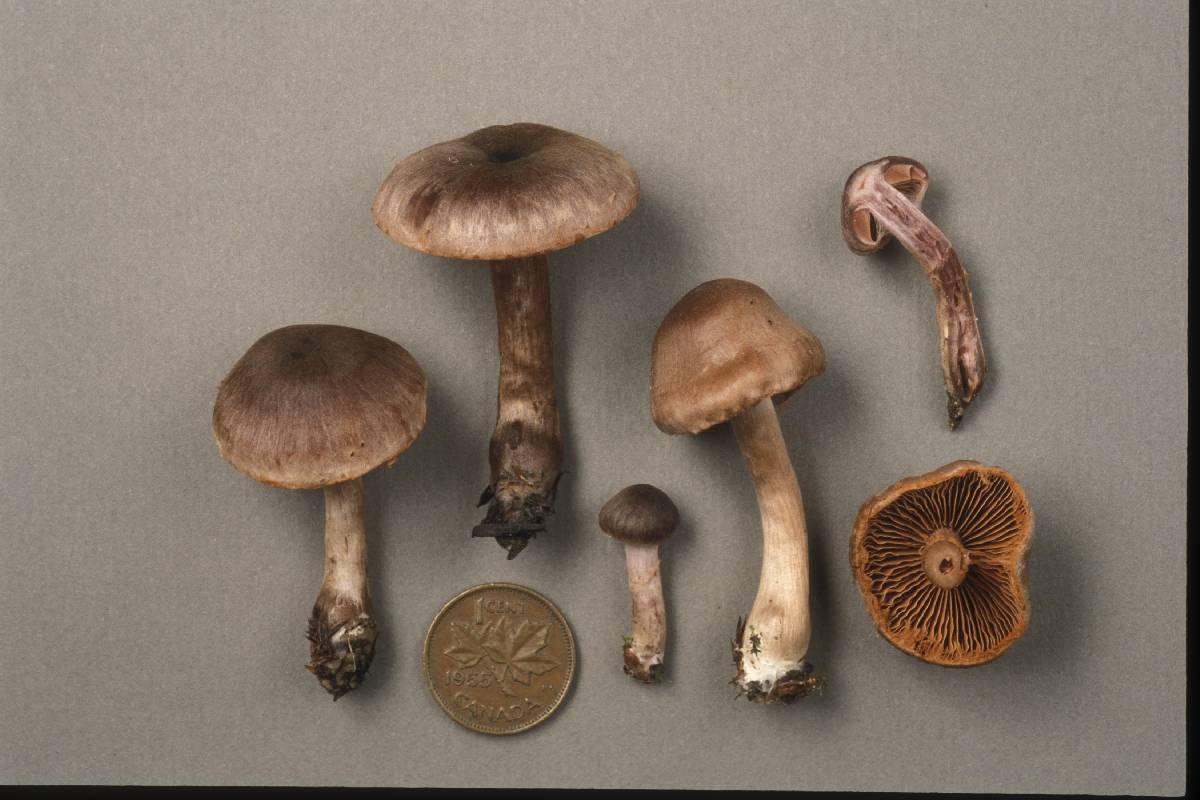 Cortinarius atrocoeruleus image