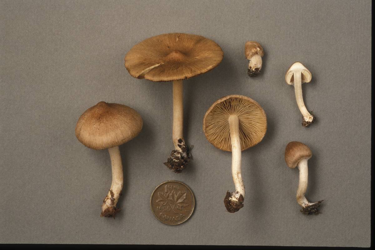 Inocybe excoriata image