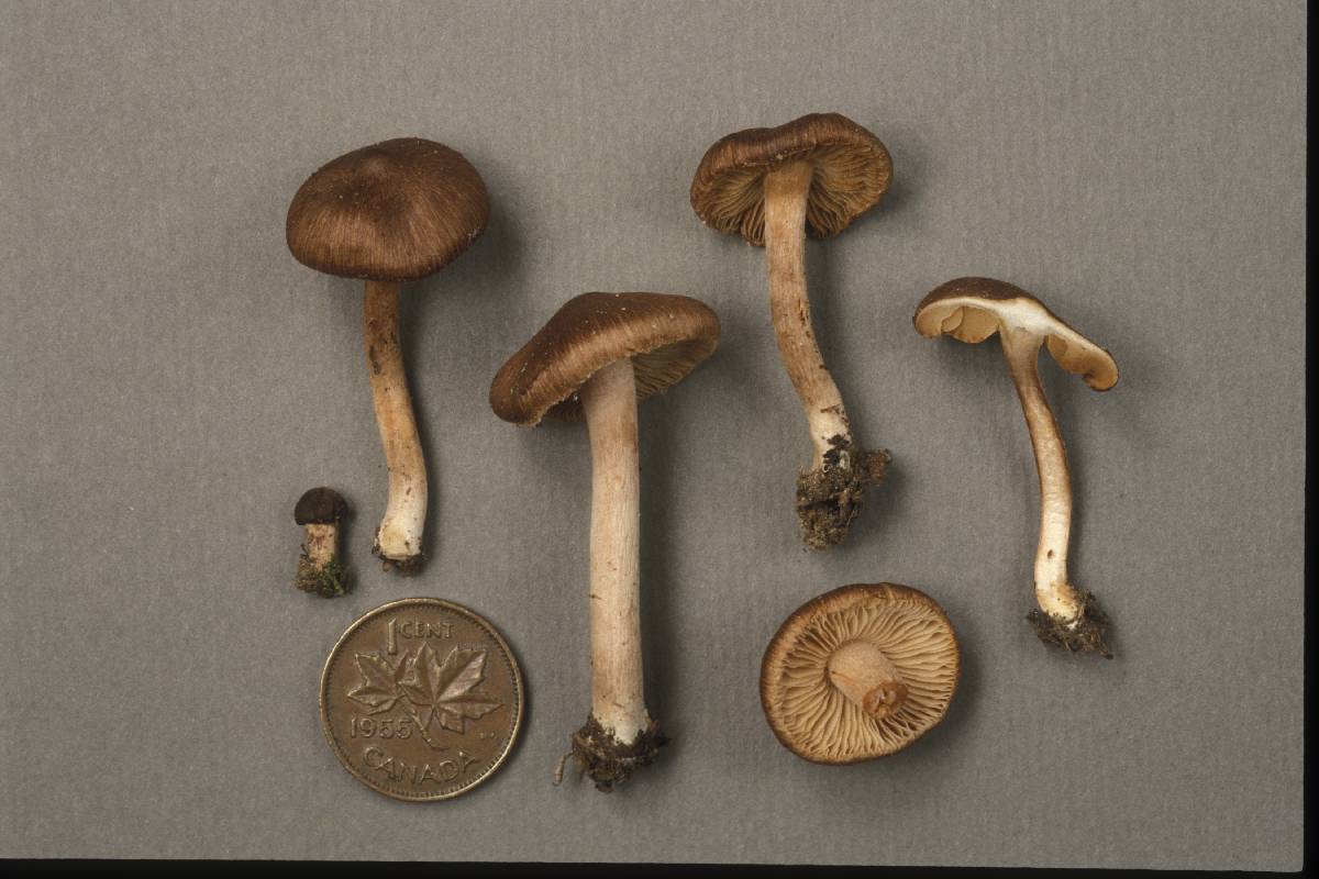 Inocybe fuscidula image