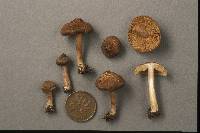 Inocybe retipes image