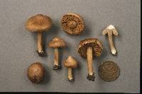 Inocybe ochroalba image