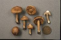 Inocybe ochroalba image