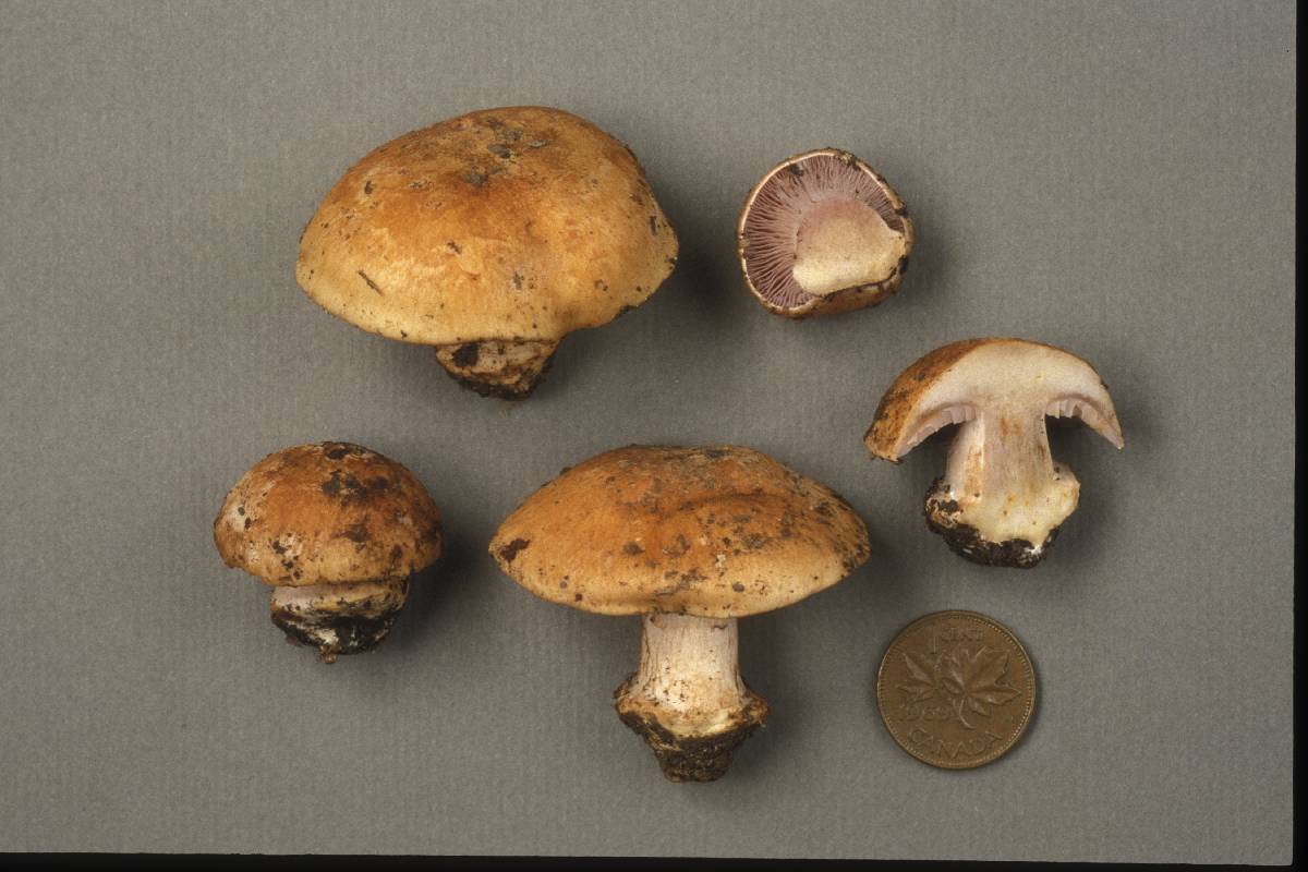 Cortinarius lilacifolius image