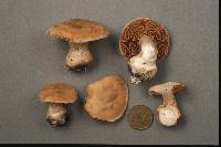 Cortinarius squalidus image