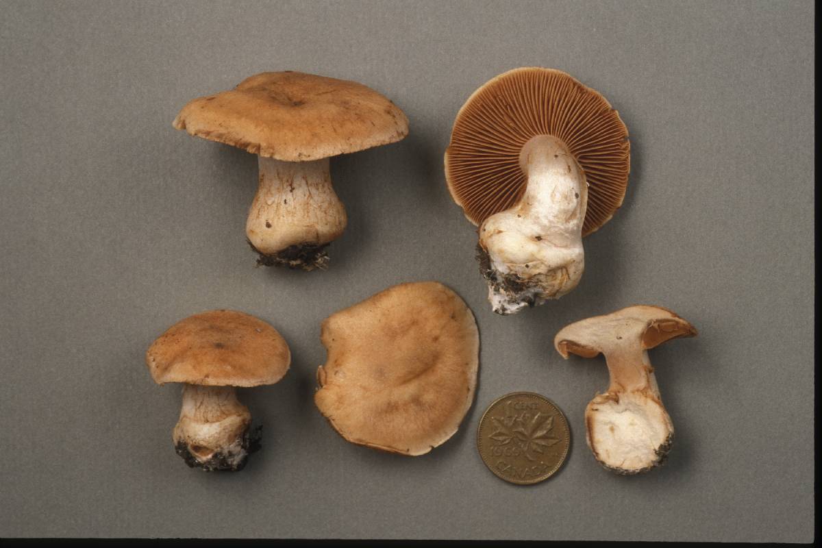 Cortinarius squalidus image