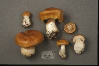 Cortinarius vibratilis image