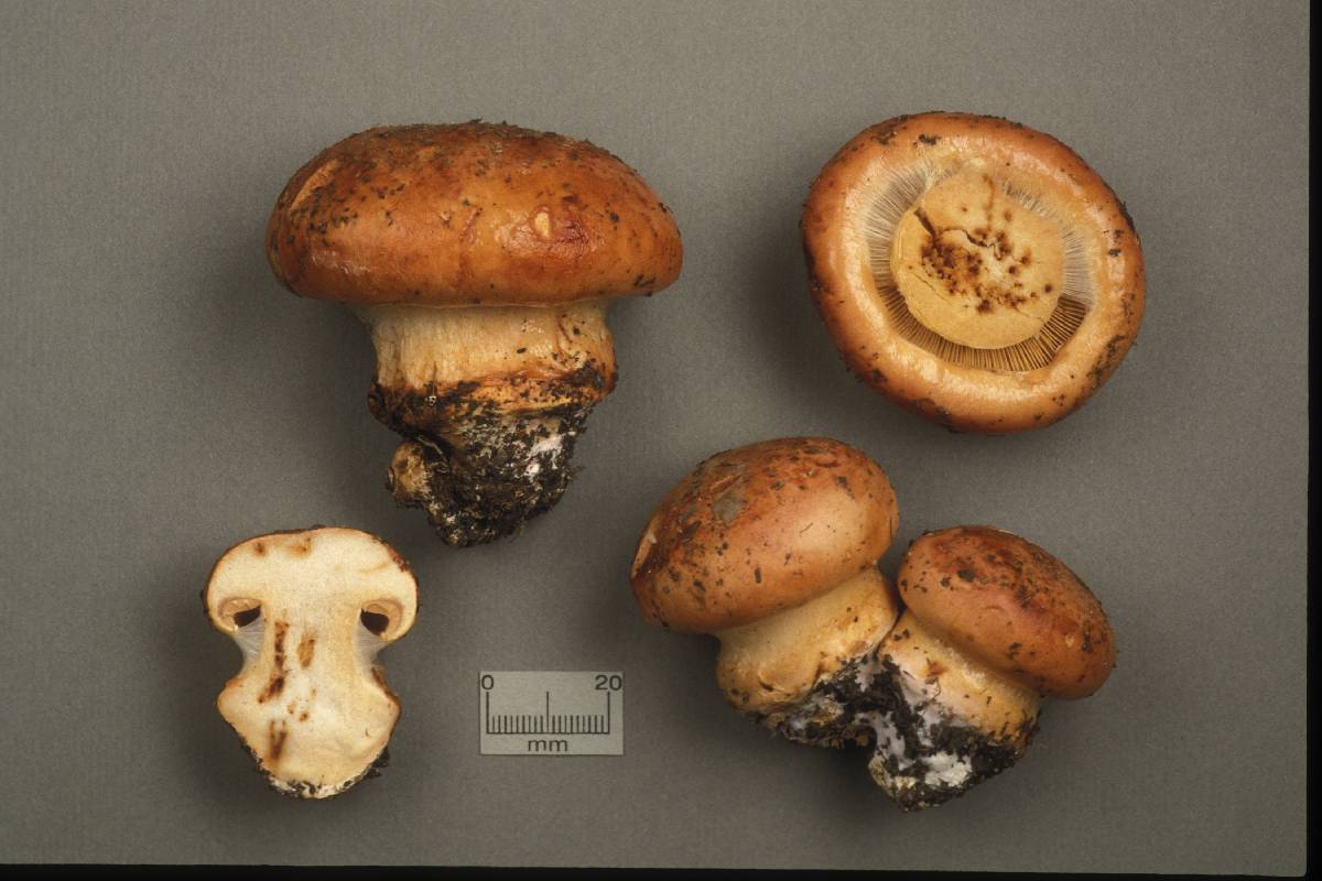 Cortinarius flavescentium image