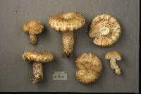 Lactarius scrobiculatus image