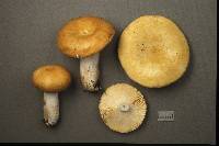 Image of Russula pseudodecolorans