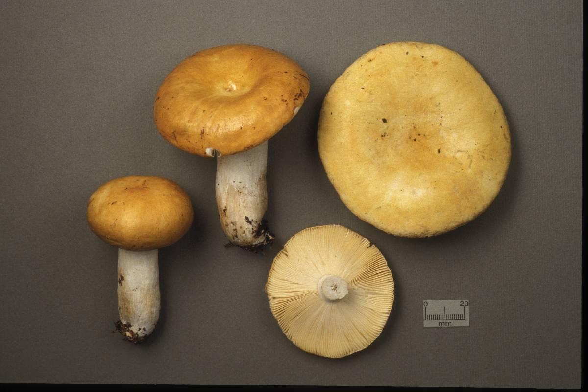 Russula pseudodecolorans image