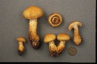 Cortinarius callisteus image