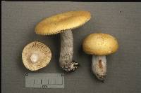 Russula decolorans image