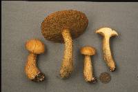 Suillus punctipes image