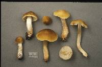 Tricholoma fumosoluteum image