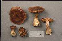 Cortinarius scaurus image