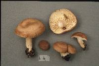 Lactarius vietus image