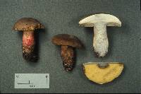 Boletus roseipes image