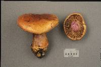 Cortinarius atkinsonianus image