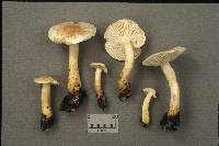 Tricholoma odorum image