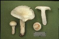 Hygrophorus glutinosus image