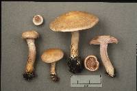 Cortinarius caninus image