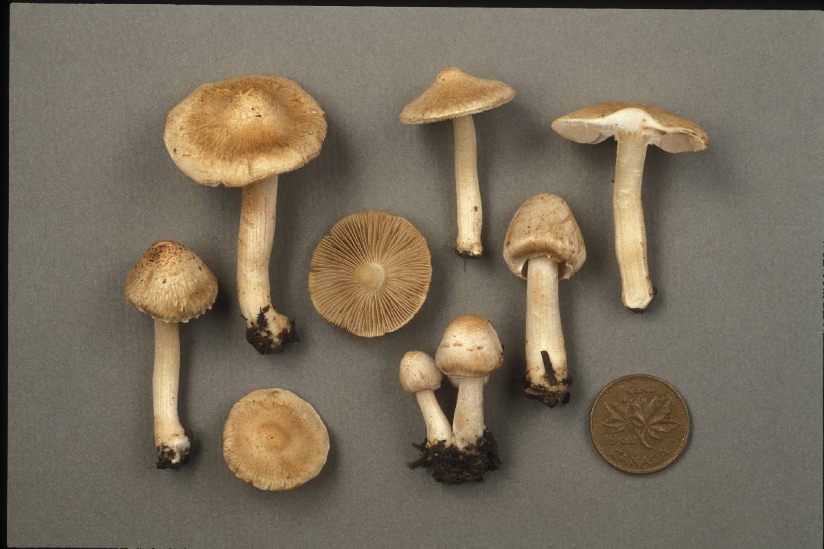 Inocybe ochroalba image