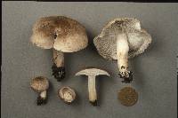 Tricholoma scalpturatum image